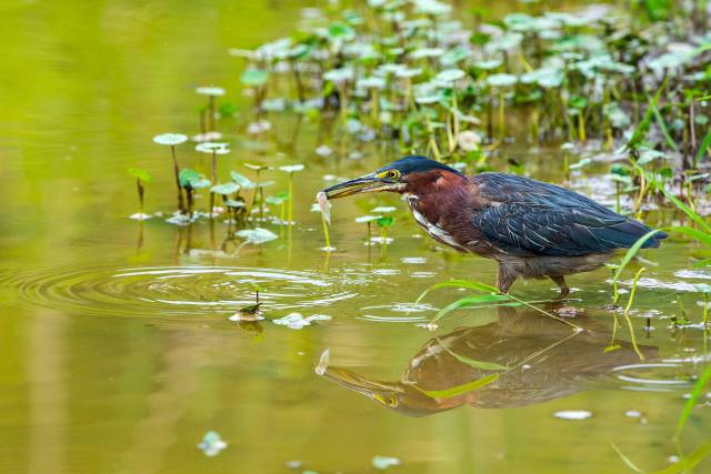 Green-Heron-with-a-Tadpole-Meal