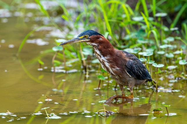 Green-Heron