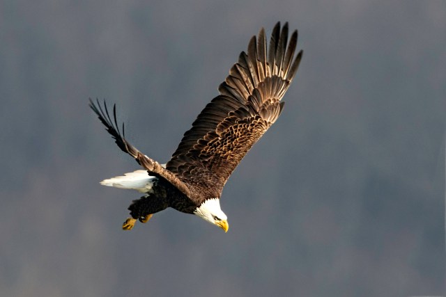 American Bald Eagle Diving toward River 