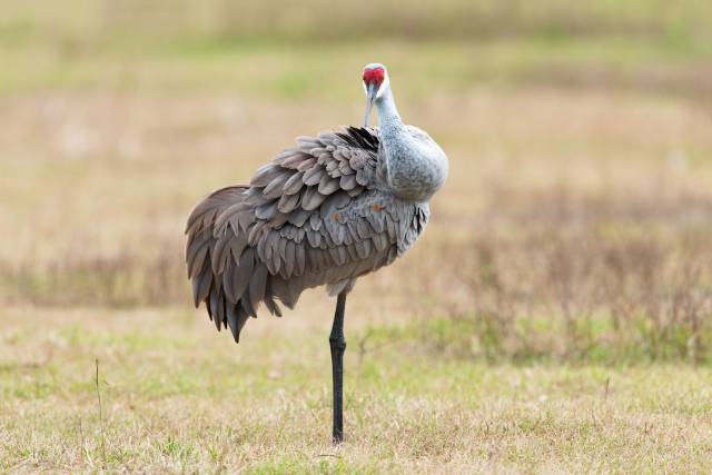 Sandhill-Crane-Preening-2