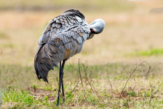 Sandhill-Crane-Preening