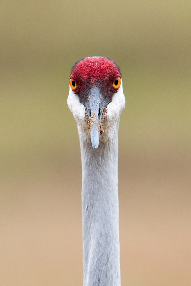 Sandhill-Crane-Profile