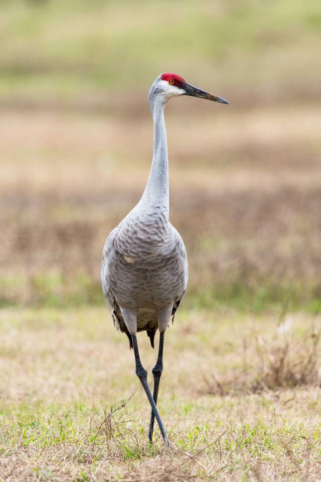 Sandhill-Crane
