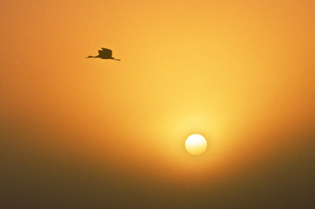 Sandhill Cranes at Sunrise 2
