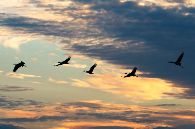 Sandhill-Cranes-Coming-to-the-Prairie-at-Sunset-3
