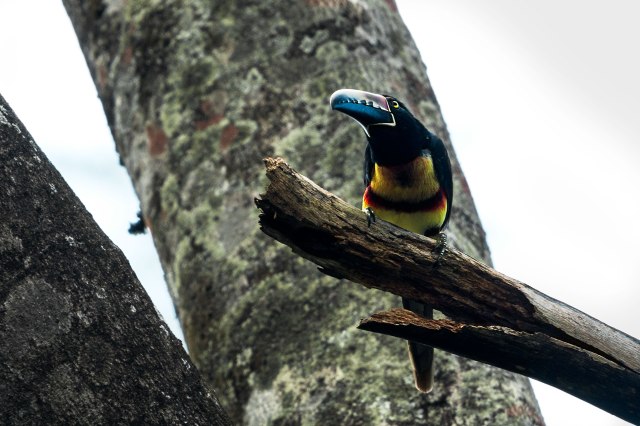 Aracari-in-Tree-1-02-22