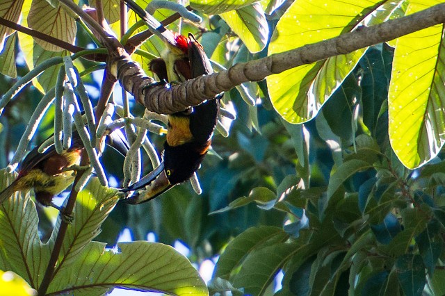 Avacari-Upside-Down-Feeding