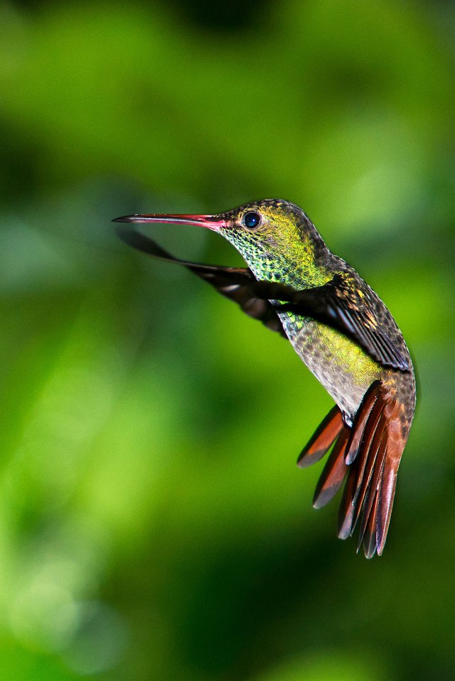 Rufus-tailed Hummingbird
