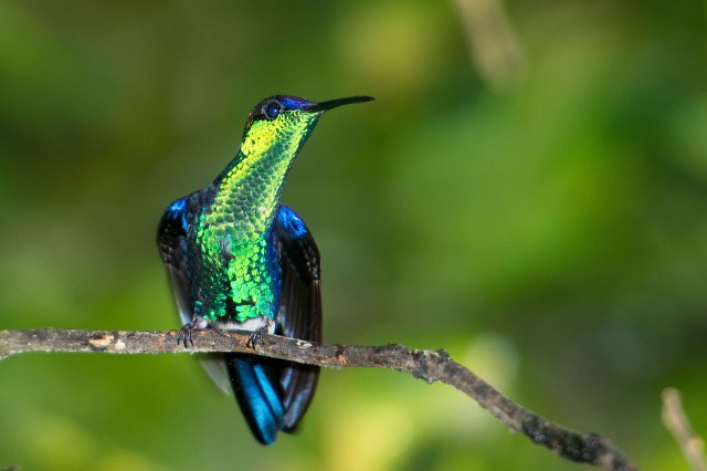 Violet Sabrewing (imm. male) 