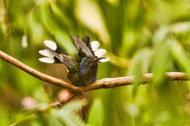 Violet Sabrewing (imm. male) 