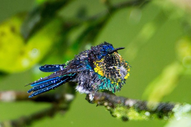 Violet-crowned Woodnymph (male) 