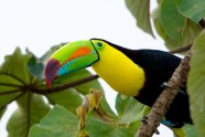 Keel billed Toucans Pico Bonito National Park Honduras Stephen L 