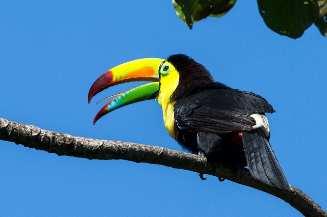 Keel-billed-Toucan-4