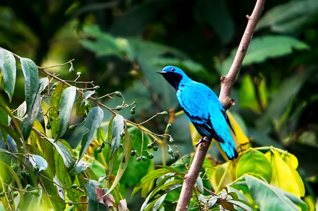 Lovely-Cotinga-2
