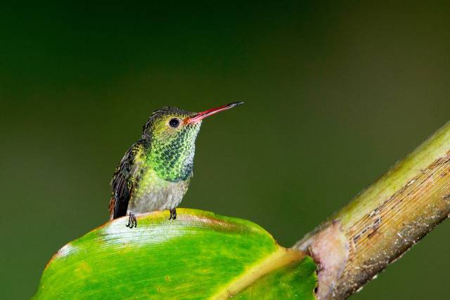 Rufous-tailed-Hummingbird
