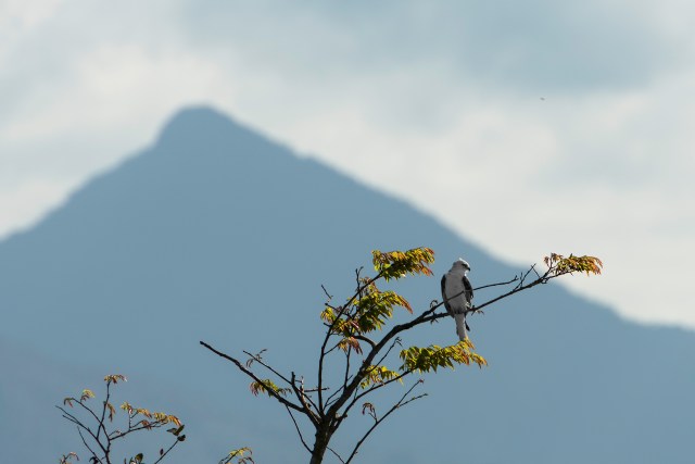White-Hawk-with-Pico-Bonito-Background