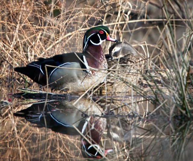 Drake-and-Hen-Wood-Ducks
