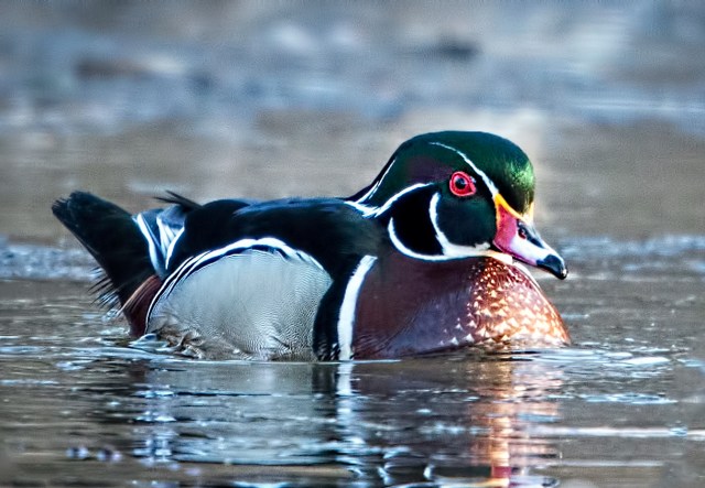 Drake-Wood-Duck-2a