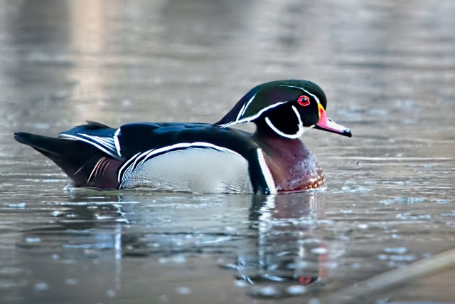 Drake-Wood-Duck-3