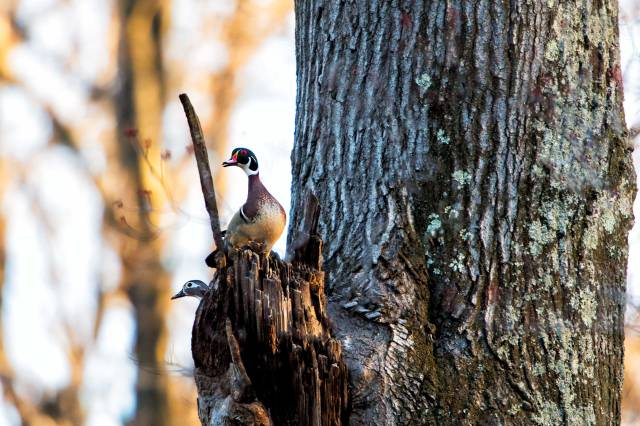 Male-&-Female-Wood-Ducks-1