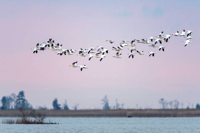 Snow-Geese-at-Sunrise-Prime-Hook-NWR