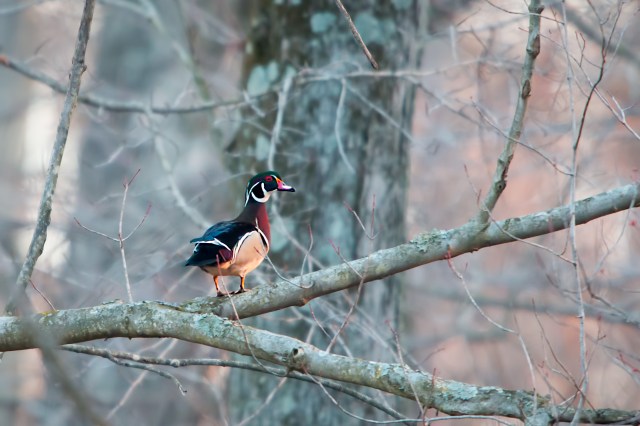 Wood-Duck-in-Tree
