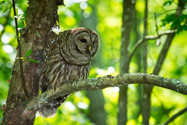 Barred-Owl-21