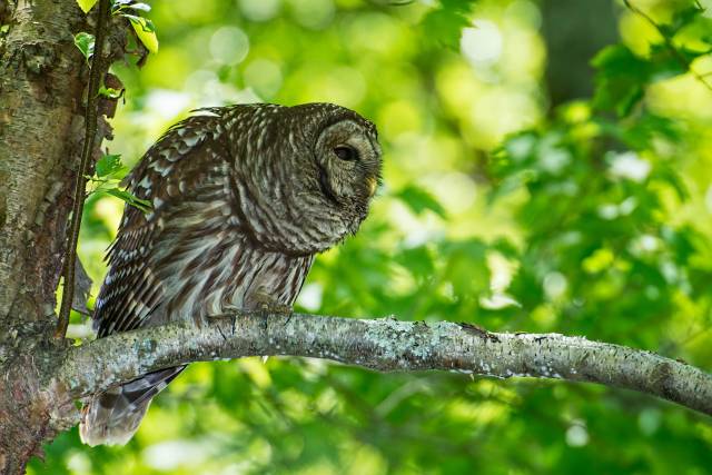 Barred-Owl-23