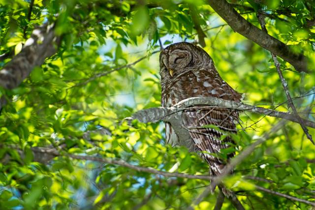 Barred-Owl-24