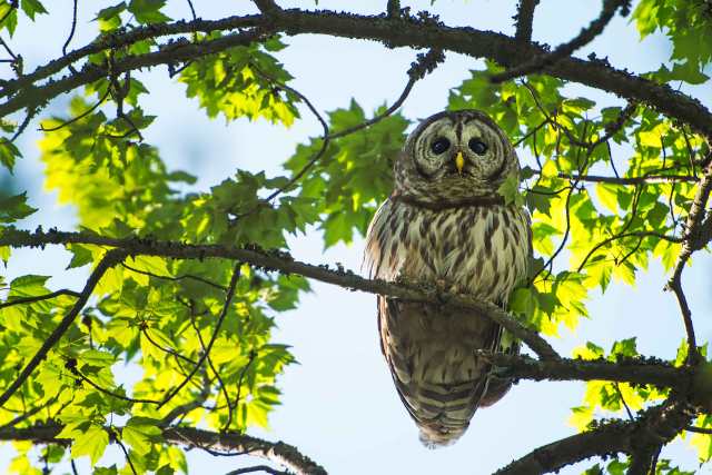 Barred-Owl