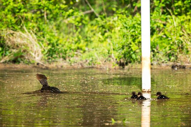 Hooded-Merganser-and-Three-Ducklings