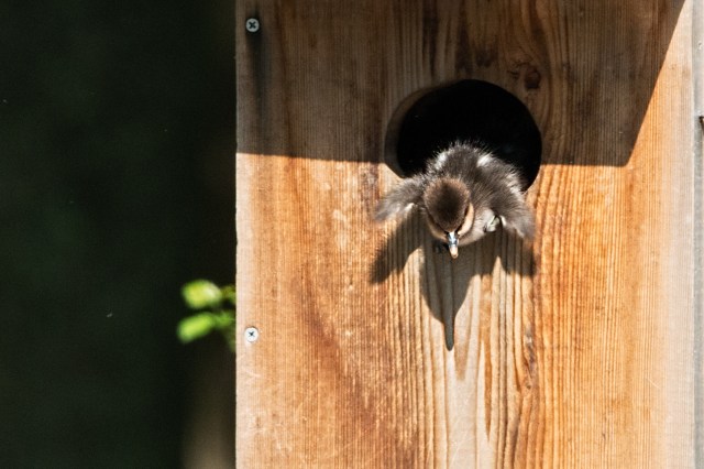 Hooded-Merganser-Ducklings-Jumping-from-Nest-2