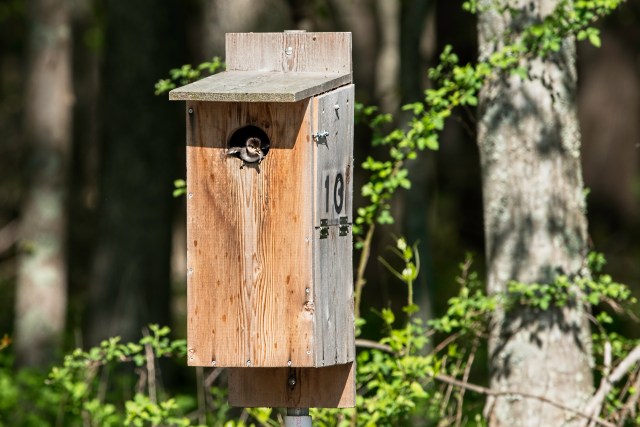 Hooded Merganser Ducling
