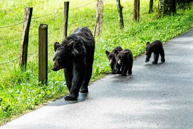 Black-Bear-with-Three-Cubs