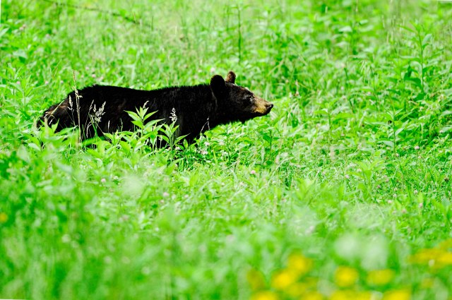 Female-Black-Bear