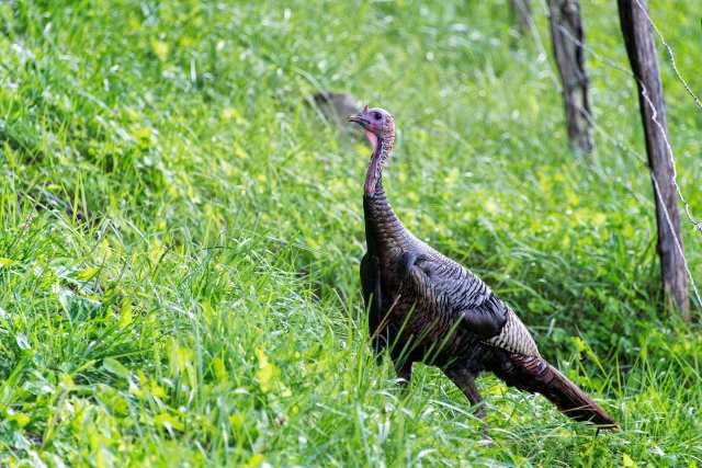 Hen-Turkey-at-Cades-Cove-2
