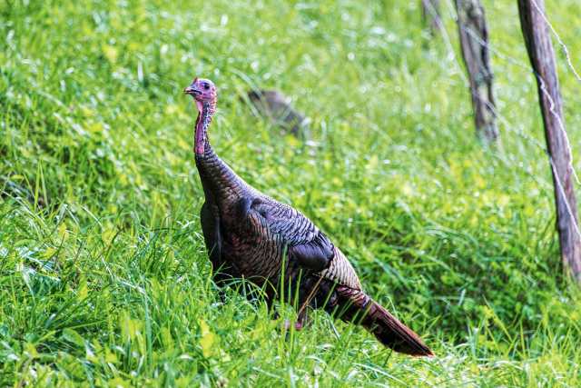 Hen-Turkey-at-Cades-Cove