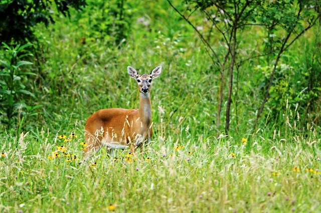 White-tailed-Deer-at-Cades-Cove