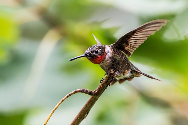 Ruby-throated-Hummingbird Wings Spread