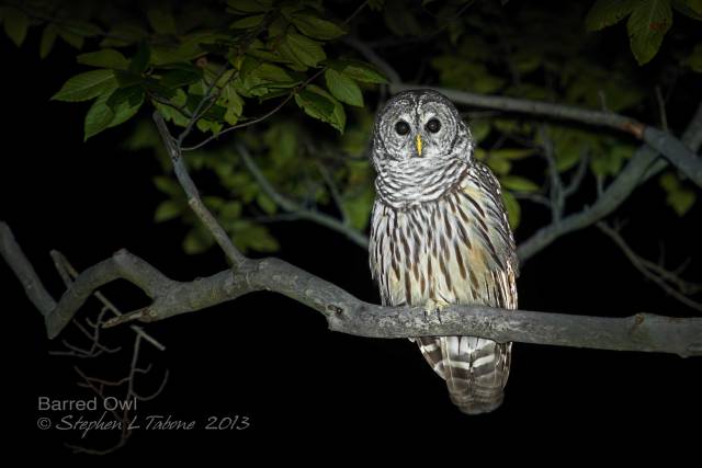 Barred-Owl-at-Night-5