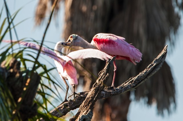 Feeding-of-Spoonbill-Chick