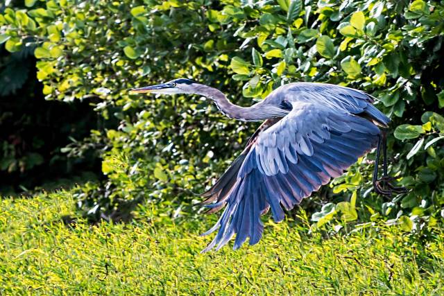 Great-Blue-Heron-in-Flight
