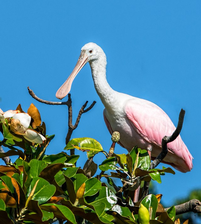 Immature-Roseate-Spoonbill