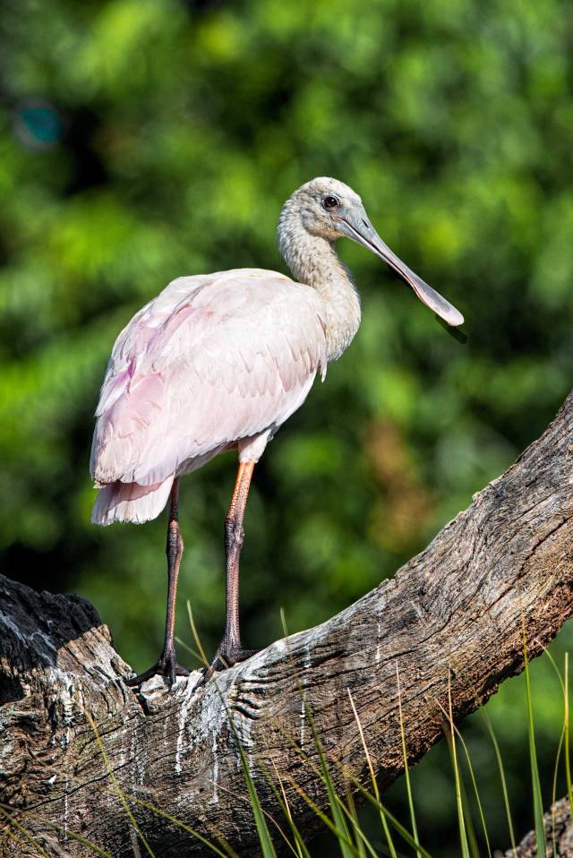 Immature-Roseate-Spoonbill-11