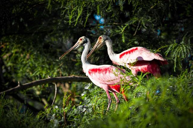 Pair-of-Roseate-Spoonbills-12