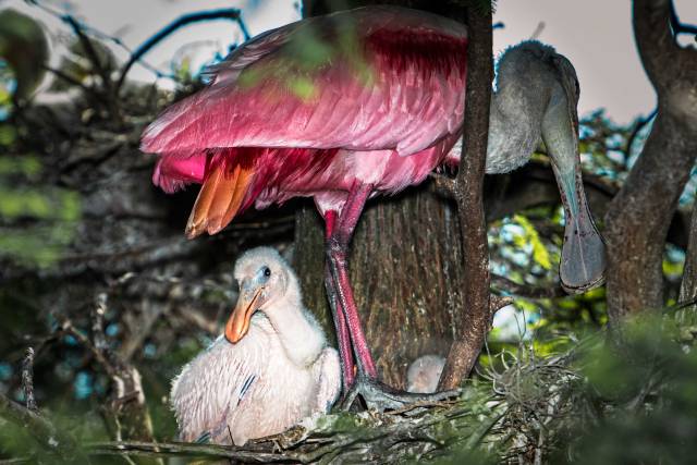 Roseate-Spoonbill-Chick-in-Nest-Deep-within-a-Tree