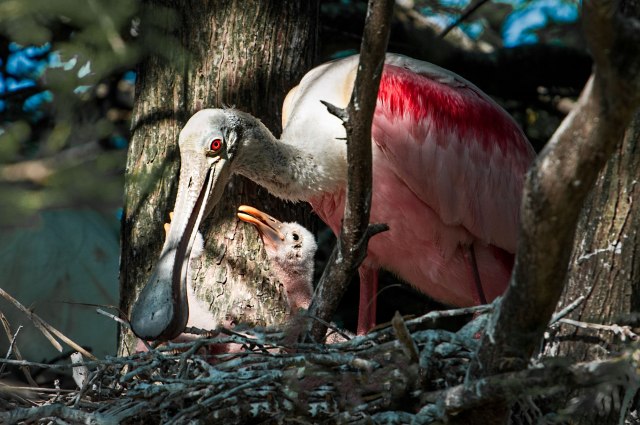 Roseate-Spoonbill-with-Chick-in-Nest