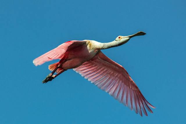 Roseate-Spoonbill-in-Flight