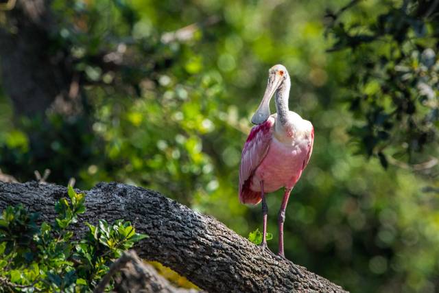 Roseate-Spoonbill-on-Tree-Limb