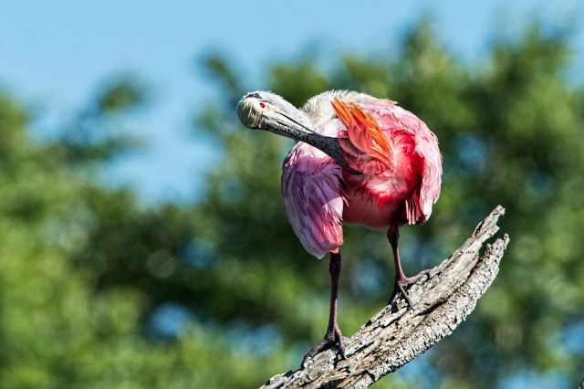 Roseate-Spoonbill-Preening